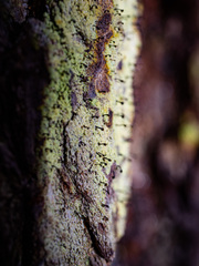 Chaenotheca ferruginea