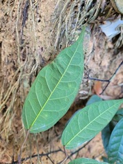Ficus sarmentosa nipponica