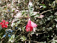 Hibiscus rosa-sinensis