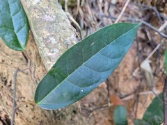 Ficus sarmentosa nipponica