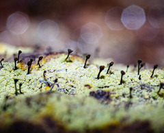 Chaenotheca ferruginea