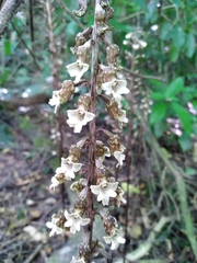 Gastrodia cunninghamii