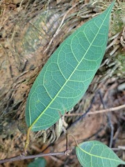 Ficus sarmentosa nipponica
