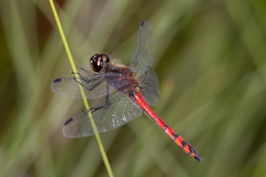 Austrothemis nigrescens
