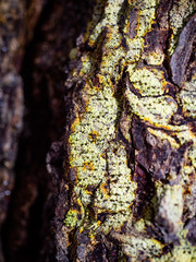 Chaenotheca ferruginea