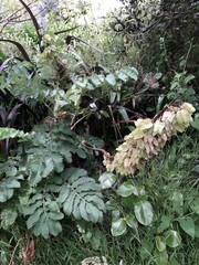 Melianthus major