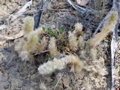 Ptilotus spathulatus