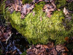 Brachythecium laetum