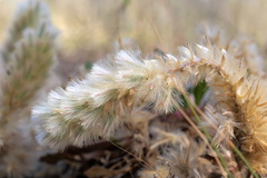 Ptilotus spathulatus