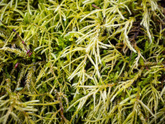 Brachythecium laetum