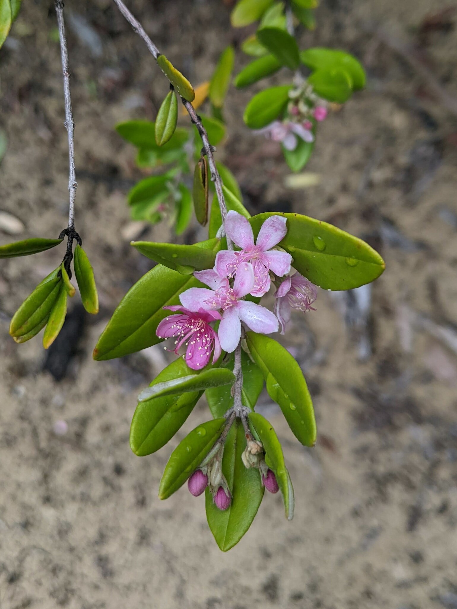 Myrtaceae