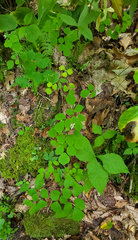 Thalictrum clavatum