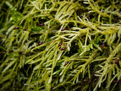 Brachythecium laetum