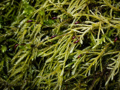 Brachythecium laetum