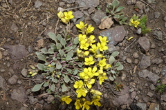 Physaria scrotiformis