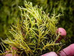 Brachythecium laetum