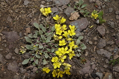 Physaria scrotiformis