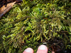 Thamnobryum alleghaniense