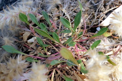 Ptilotus spathulatus
