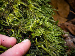 Thamnobryum alleghaniense