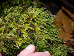 Thamnobryum alleghaniense