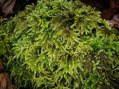 Thamnobryum alleghaniense
