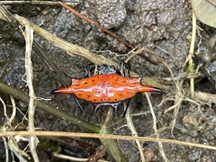 Gasteracantha diardi