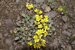 Physaria scrotiformis