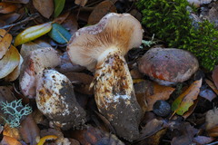 Cortinarius lilacinocolossus