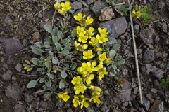 Physaria scrotiformis