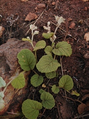 Hermannia transvaalensis