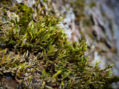 Forsstroemia trichomitria