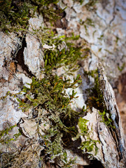 Forsstroemia trichomitria