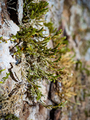 Forsstroemia trichomitria