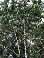 Zanthoxyloideae