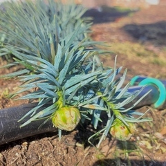 Cunninghamia lanceolata