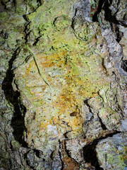 Chaenotheca ferruginea