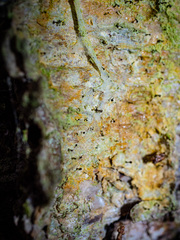 Chaenotheca ferruginea