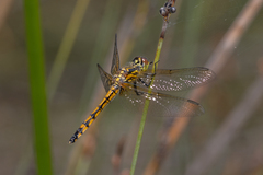 Austrothemis nigrescens