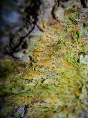 Chaenotheca ferruginea