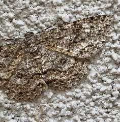 Ectropis fractaria