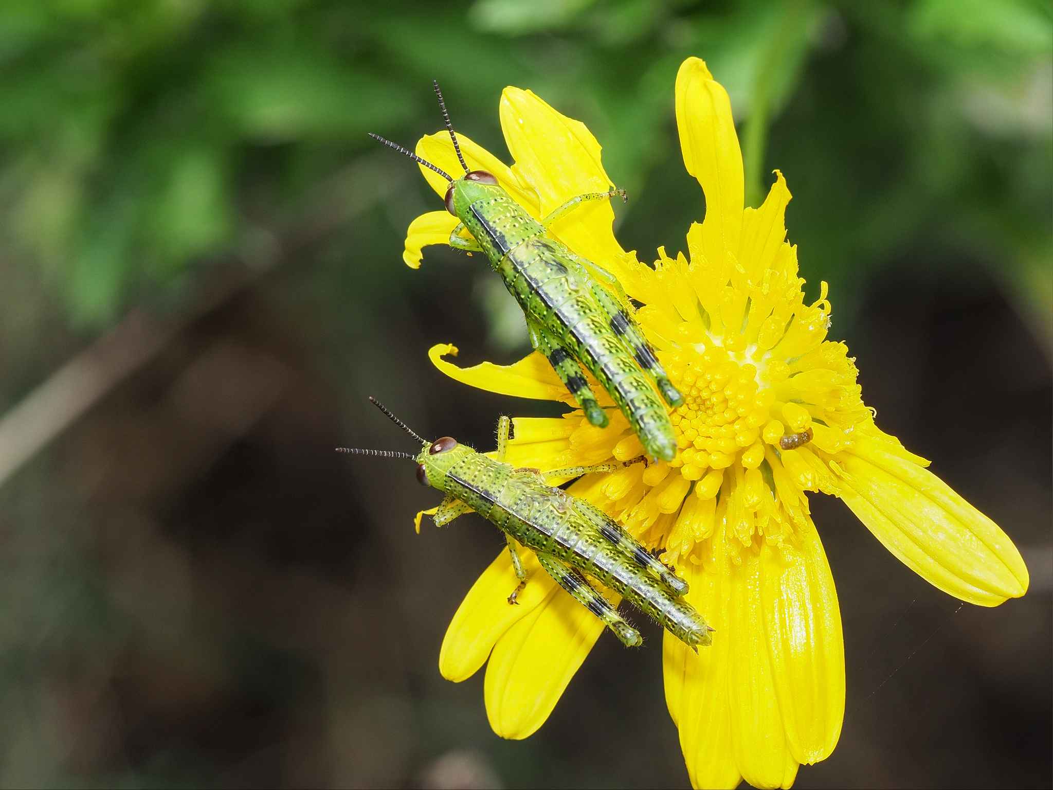Acrididae