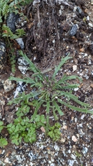 Plantago coronopus