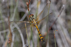 Austrothemis nigrescens