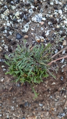 Plantago coronopus