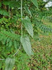 Cissus hastata