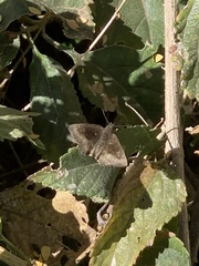 Bolla clytius