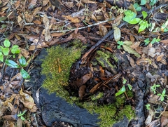 Haplocladium microphyllum