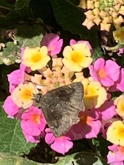 Bolla clytius