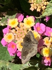 Bolla clytius